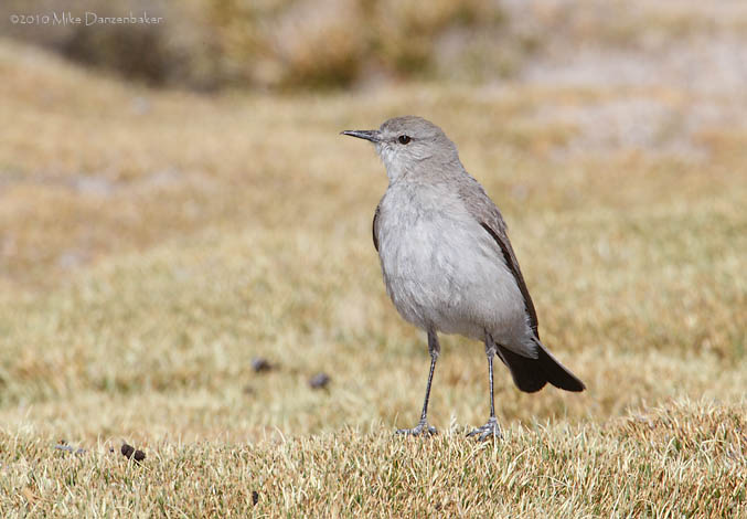 Puna Ground Tyrant (Muscisaxicola juninensis) photo image