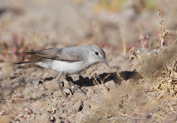 Rufous-naped Ground Tyrant (Muscisaxicola rufivertex) photo image