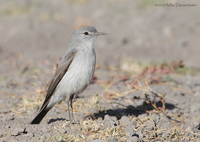 Rufous-naped Ground Tyrant (Muscisaxicola rufivertex) photo image