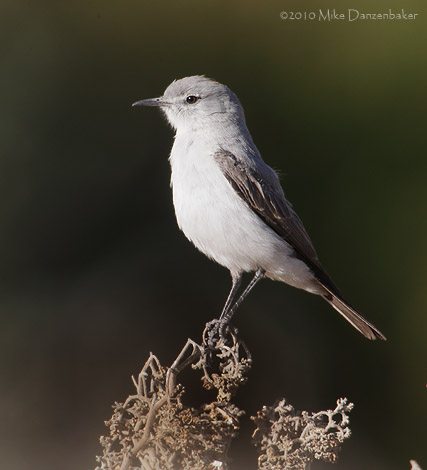 Rufous-naped Ground Tyrant (Muscisaxicola rufivertex) photo image