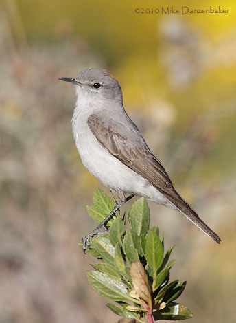 Rufous-naped Ground Tyrant (Muscisaxicola rufivertex) photo image