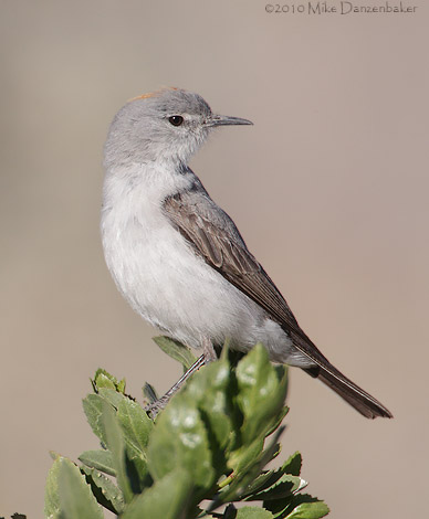 Rufous-naped Ground Tyrant (Muscisaxicola rufivertex) photo image