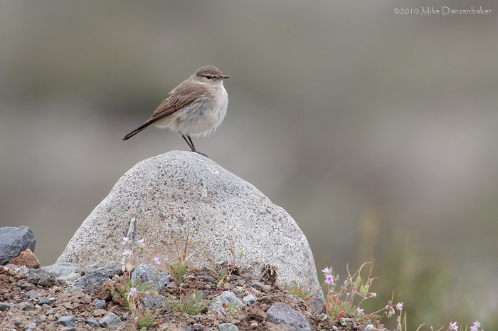 Spot-billed Ground Tyrant (Muscisaxicola maculirostris) photo image