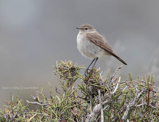 Spot-billed Ground Tyrant (Muscisaxicola maculirostris) photo image