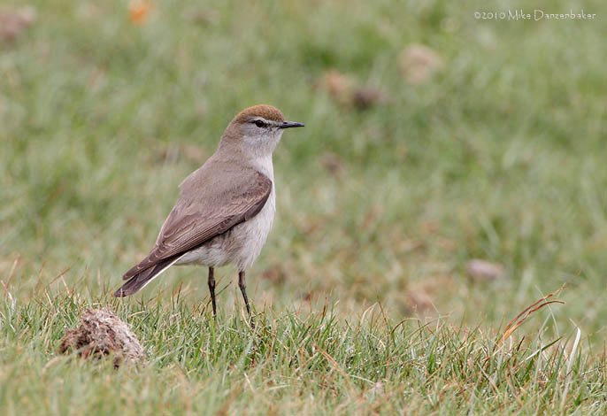White-browed Ground Tyrant (Muscisaxicola albilora) photo image