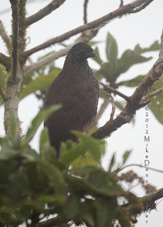 Andean Guan (Penelope montagnii) photo
