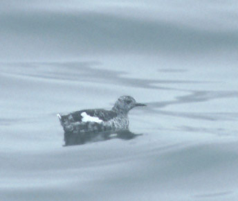 Black Guillemot (Cepphus grylle) photo image