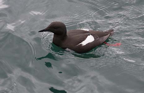 Black Guillemot (Cepphus grylle) photo image
