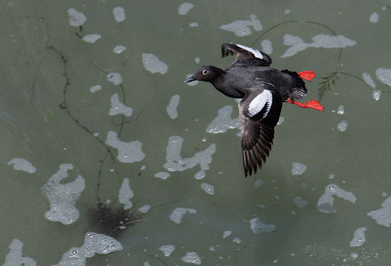 Pigeon Guillemot (Cepphus columba) photo image
