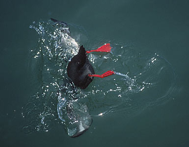 Pigeon Guillemot (Cepphus columba) photo