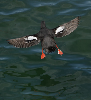 Pigeon Guillemot (Cepphus columba) photo image