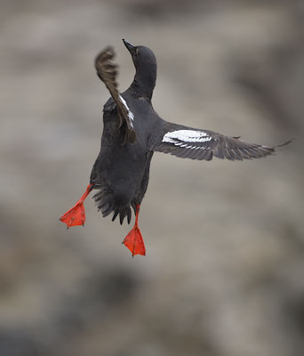Pigeon Guillemot (Cepphus columba) photo image