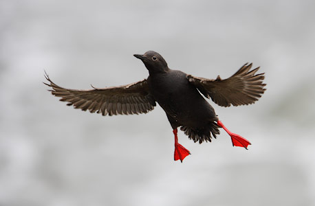 Pigeon Guillemot (Cepphus columba) photo image
