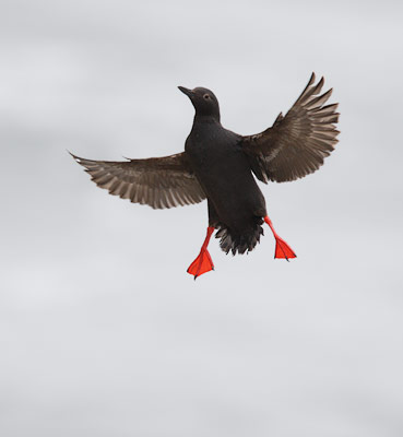 Pigeon Guillemot (Cepphus columba) photo image