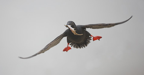 Pigeon Guillemot (Cepphus columba) photo image