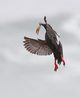 Pigeon Guillemot (Cepphus columba) photo image