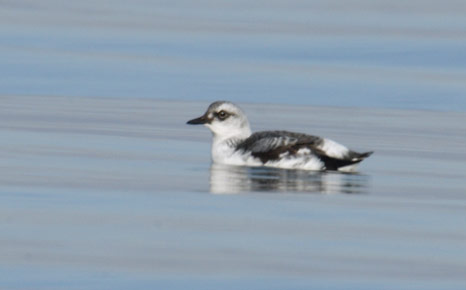 Pigeon Guillemot (Cepphus columba) photo image