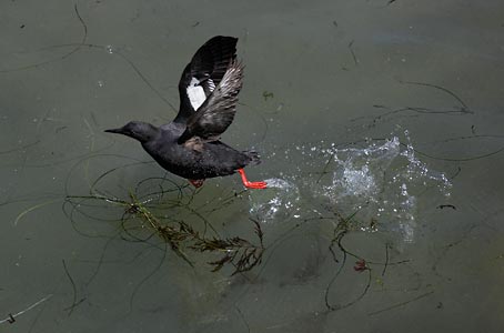 Pigeon Guillemot (Cepphus columba) photo image