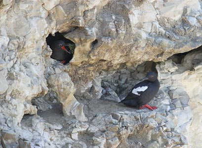 Pigeon Guillemot (Cepphus columba) photo image