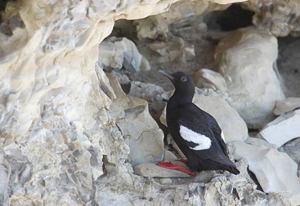 Pigeon Guillemot (Cepphus columba) photo image