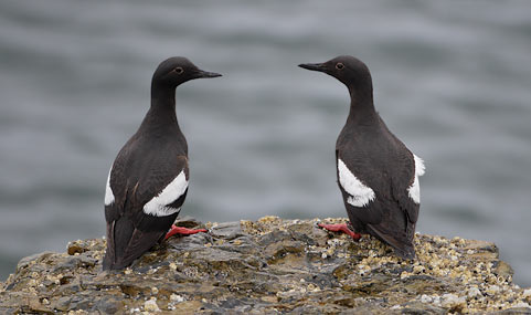 Pigeon Guillemot (Cepphus columba) photo image