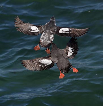 Pigeon Guillemot (Cepphus columba) photo image
