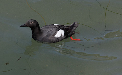 Pigeon Guillemot (Cepphus columba) photo image
