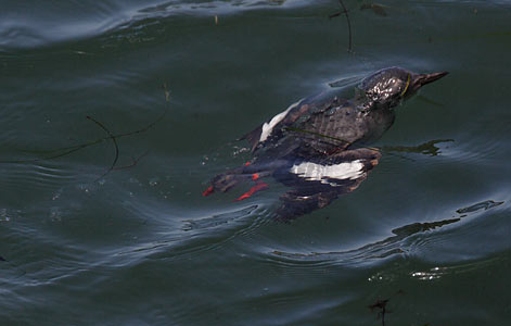 Pigeon Guillemot (Cepphus columba) photo image