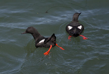 Pigeon Guillemot (Cepphus columba) photo image