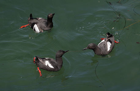 Pigeon Guillemot (Cepphus columba) photo image