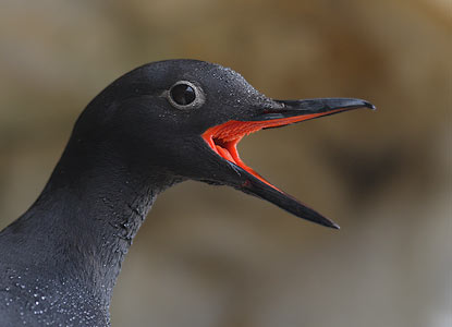 Pigeon Guillemot (Cepphus columba) photo