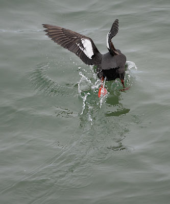 Pigeon Guillemot (Cepphus columba) photo image