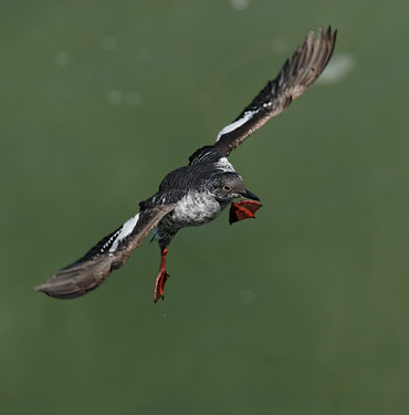 Pigeon Guillemot (Cepphus columba) photo image