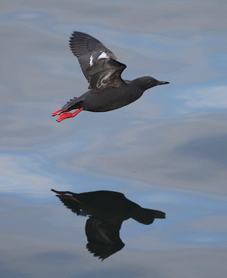 Pigeon Guillemot (Cepphus columba) photo image