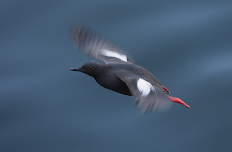 Pigeon Guillemot (Cepphus columba) photo image