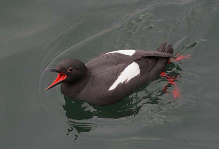 Pigeon Guillemot (Cepphus columba) photo image