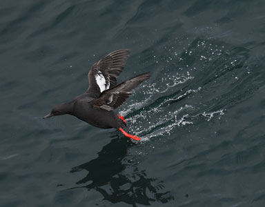 Pigeon Guillemot (Cepphus columba) photo image