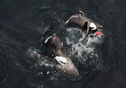 Pigeon Guillemot (Cepphus columba) photo image