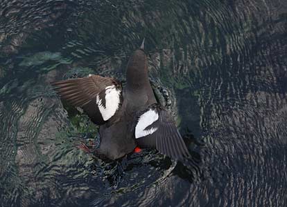 Pigeon Guillemot (Cepphus columba) photo image