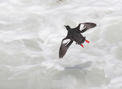 Pigeon Guillemot (Cepphus columba) photo image
