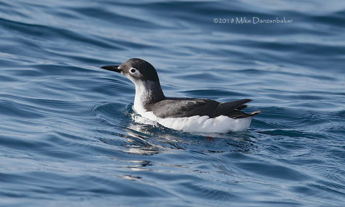 Spectacled Guillemot (Cepphus carbo) photo image