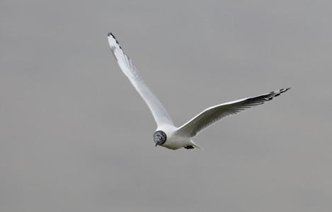 Andean Gull (Chroicocephalus serranus) photo image