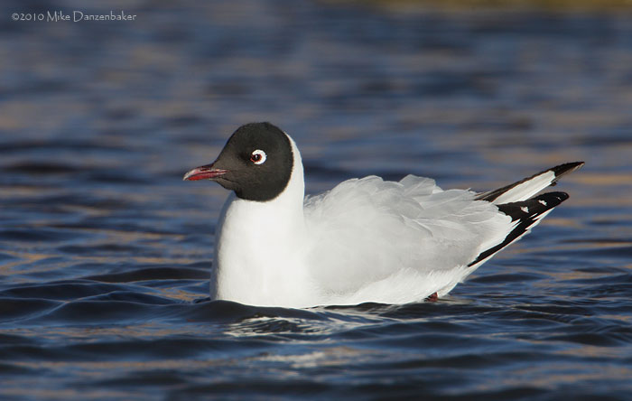 Andean Gull (Chroicocephalus serranus) photo image