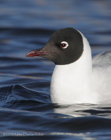 Andean Gull (Chroicocephalus serranus) photo image