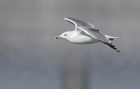 Armenian Gull (Larus armenicus) photo