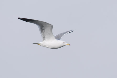 Armenian Gull (Larus armenicus) photo