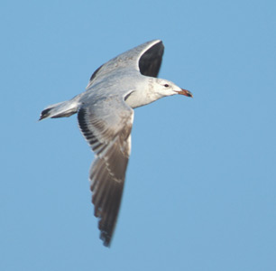 Audouin's Gull (Ichthyaetus audouinii) photo image