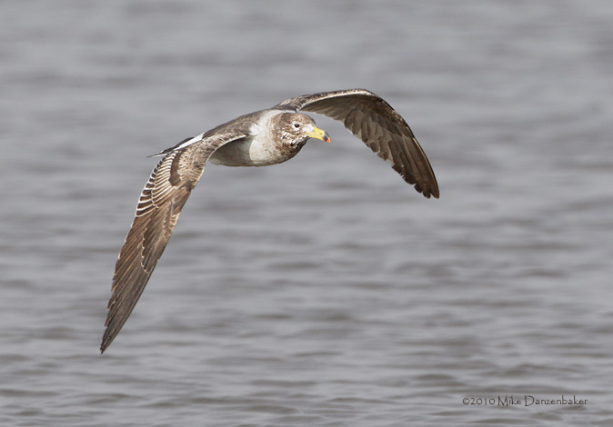 Belcher's Gull (Larus belcheri) photo