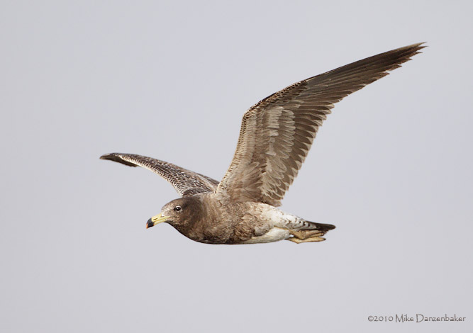 Belcher's Gull (Larus belcheri) photo