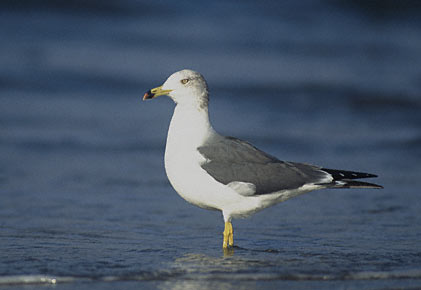 Black-tailed Gull (Larus crassirostris) photo image